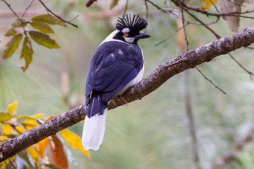 Tufted jay